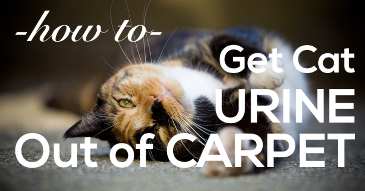 Cat peeing outside on carpet